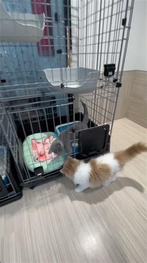 【ロシアンブルー】【サイベリアン】極上ブルーのロシアンブルーちゃま♡ワクチンプログラムを終えました！#ロシアンブルー#サイベリアン#puppy #子ネコ #マルワン今宿店 #可愛い
