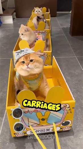 $0 Cardboard Box vs. Luxury Cat Train! 🚂