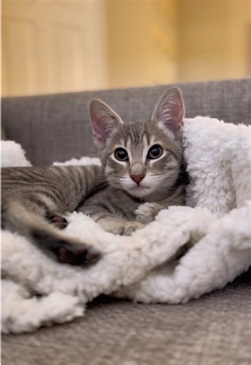 littlegreytabby on TikTok