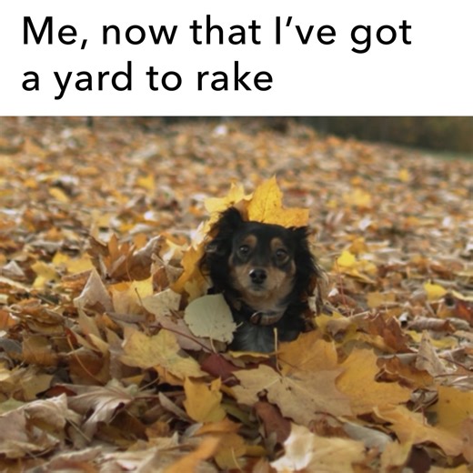 Renting a house just to play in leaf piles is valid 🍁 | Apartments.com