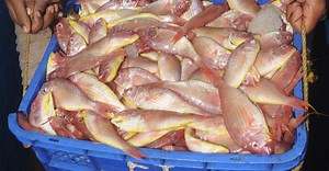 മീനിൽ ഫോർമാലിൻ എങ്ങനെ തിരിച്ചറിയാം? കാന്‍സറും അള്‍സറും വരുന്ന വഴി