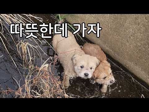 Ari and Ttri, Rescued from the Drainage Canal at Altteure Airfield