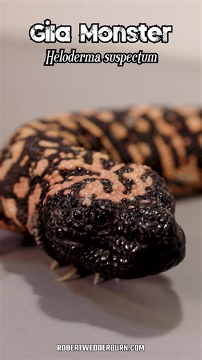 The Deadliest Lizard Species You Need to Know