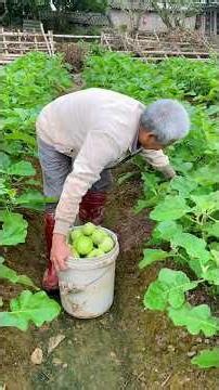 Hái cà bát xanh #ongluonglamnong #trongrau #huongviquehuong #cabatxanh