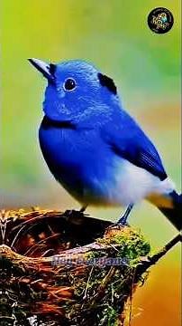 ✨🐦✨‼️Black-naped Monarch; The Blue Jewel of South & Southeast Asia‼️✨🐦✨
