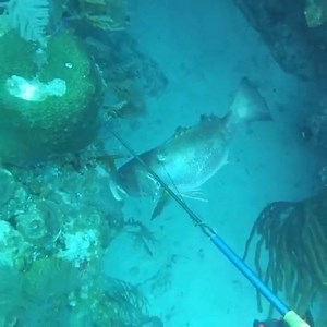 6.6K views · 162 reactions | Money shot! ⠀ @r.omes: "We had to pull anchor and cross the Gulf Stream back to Florida at 3 am to avoid the heavy storms starring us in the face but I’m so grateful for being able to take this fish back home to feed friends & family. I’m last thing this fish wanted to see show up at his front porch " | Spearchannel | Facebook