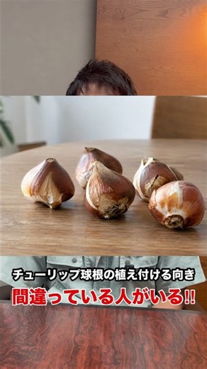【初心者が間違う】球根の向き、どっちが上？正しい植え方🌷