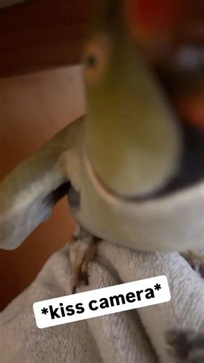 A new phrase?! #talkingbird #talkingparrot #cuteanimals #cutepets #funnypets #nonstoptalkingparrot