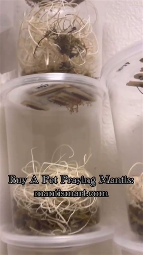 Praying mantises hatching! Spiny Flower Mantis Jeweled Flower Mantis Ghost Mantis mantismart.com