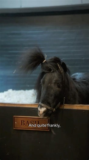 Meet Basil, the internet's favorite miniature Shetland pony