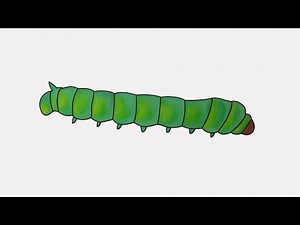 how to draw a silkworm | step by step draw a silkworm