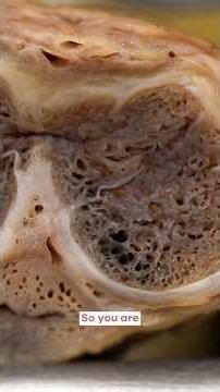 What’s Inside Your Penis?