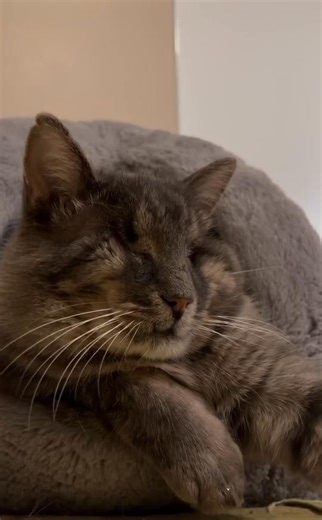 Meet Frost, a sweet soul who sees the world with his heart.Frost is a sweet, resilient cat who has endured more than most. After being rescued from an abandoned garage where he injured his eyes on exposed nails, Frost had them removed due to infection. Now safe and sound with the Etobicoke Humane Society, this gentle soul is adjusting to his new life without sight.Though initially skittish (understandable given his blindness), Frost is incredibly gentle-never swatting or biting, even when startl