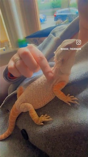 See the World’s Happiest Bearded Dragon 🦎 How to Bond with Your Reptile #BeardedDragon #funnyvideo