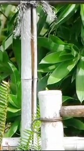 14K views · 877 reactions | The red-crested cardinal #reels #bird #singing #sounds #nature | Okicau | Facebook