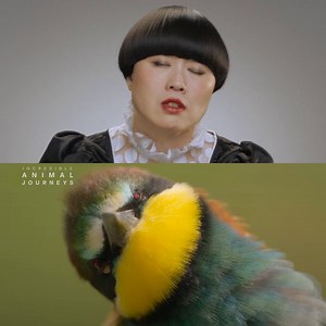 41K views · 614 reactions | Collecting? Loves things? He's just like us  Stream these National Geographic shows now on Disney+, and don't miss Atsuko Okatsuka's stand-up special Father, streaming now on Hulu. | National Geographic Animals | Facebook