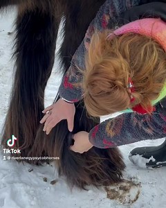 7.5K views · 487 reactions | Gelding for sale … Are you looking for...