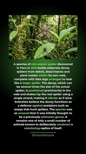 This Spider Builds a Fake Spider Decoy in Its Web to Fool Predators