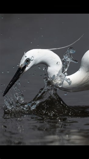 Wildlife photography with pre-capture #sonya1ii #camargue
