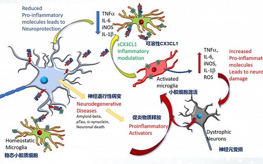 第三篇文献分享-CX3CR1-活化小胶质细胞参与调控慢性束缚应激小鼠的社会和认知行为