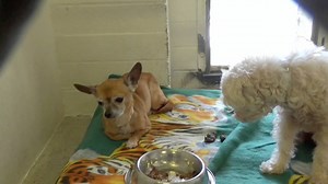 3.2K views · 58 reactions | RESCUED - moved to SAFE Album on 06/05...