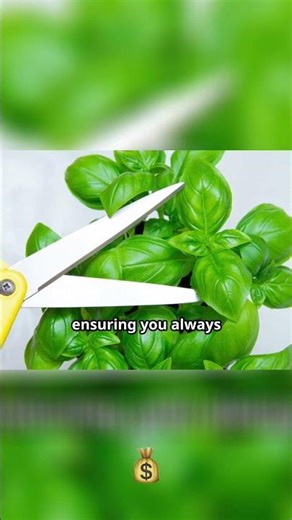 Propagate Basil Easy Tips for Thriving Basil Cuttings