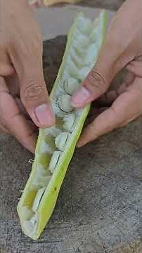 Phaseolus vulgaris | Phaseolus vulgaris benefit