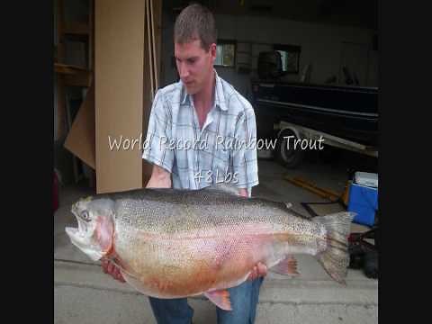 World Record Rainbow Trout (48Lbs)