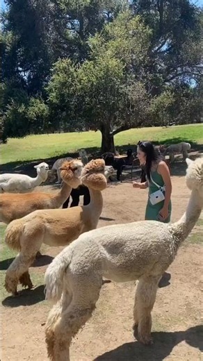 This Animal Wins Fights by SPITTING! 🤯🦙 | Alpaca Facts by VRFM