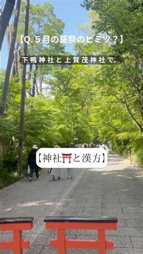 【Q.５月１５日あの有名な神社のヒミツ？】【神社⛩️と漢方】 #神社 #パワースポット #漢方