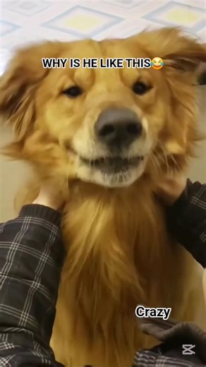 I can’t stop laughing😂🐶 #shorts