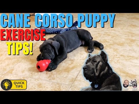 Cane Corso Puppy Exercise Tips