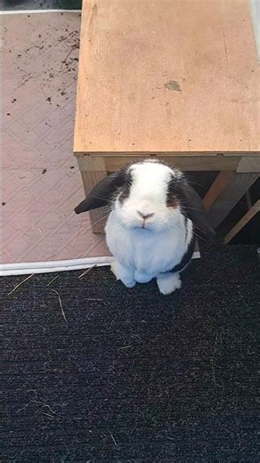 Angry rabbit! Who made this mess?