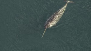 Watch what happens when the Arctic’s most mysterious whale appears
