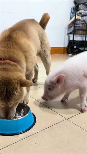 Cute pet dog, pig, little fragrant pig, dog, eat first, pig before eating