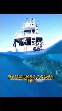小鲸鲨冒险拦船，只为救助被困的妈妈，获救后竟主动前来报恩 # 奇妙的动物 # 救助海洋生物