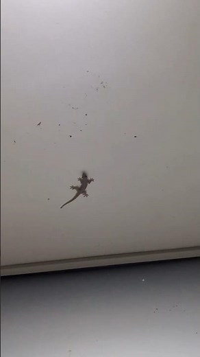 House Lizard Wags It's Tail 🦎 #wildlife #philippines #travel #nature