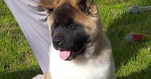 Pasma, ki spominja na medveda