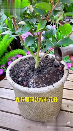 香妃茶花，开花香满喔 满满的少女粉，感觉自己一下年轻十几岁哦！茶花 香妃茶花
