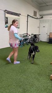 3.6K views · 37 reactions | Today was so much fun watching the kids and their best friends swim together. We are so excited for tomorrow's wilderness adventure with our trainers in training! #training #astrodog #k9 #doggydaycare #leaderofthepack | Astro Kennels | Facebook