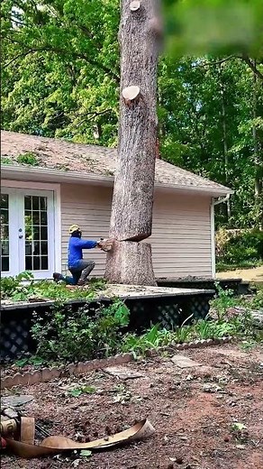Un tronc d’arbre bascule comment une coupe habile assure la sécurité et l’ordre #france