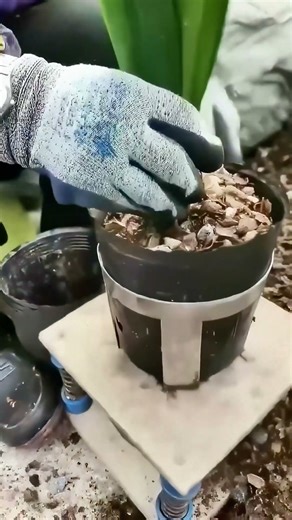 Planting Bulb Flowers from Scratch to Bloom in Simple Steps!