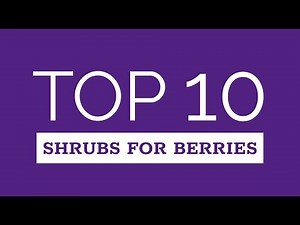 Top Ten Shrubs for Berries