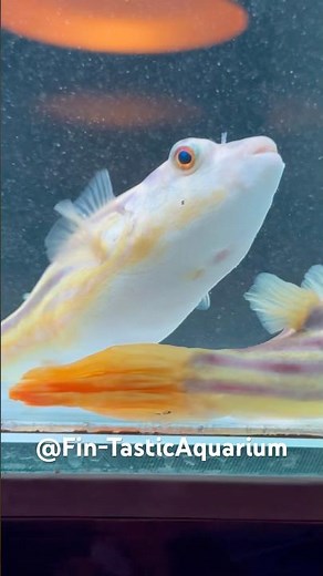 Top Aquarist Reveals Best Freshwater Puffer Fish Techniques