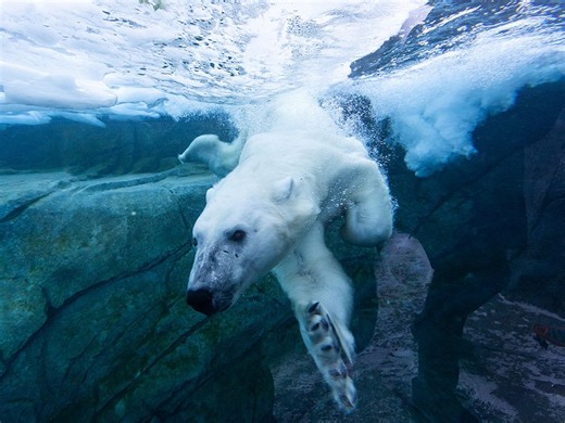 How polar bears — and zookeepers — are braving the cold at the Calgary Zoo