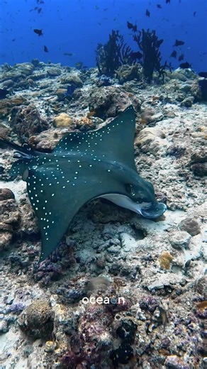 oceaon on Instagram: "Here are 3 facts you probably didn’t know about eagle rays 👇 • Spotted eagle rays can have a wingspan of up to 3 metres, using their fins to glide through the water like birds in flight. • Each eagle ray has a unique spot pattern, making individuals identifiable — just like fingerprints. • They feed on hard-shelled animals like clams and crabs, crushing them with specialised plate-like teeth that help keep reef ecosystems balanced. Graceful, powerful, and deeply important