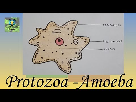 How to draw Amoeba (protozoa) easily || Class 8 science