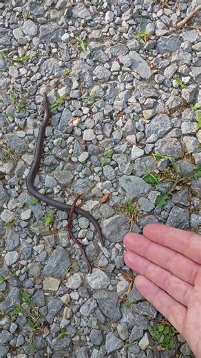 First baby snake of 2026 Appalachian mountains S.E. Kentucky