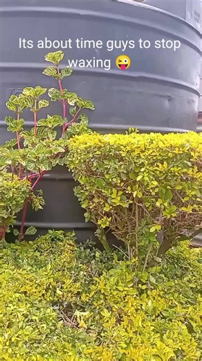 #fyp #loveforflowers #lovefornature🌊☘💐🥰