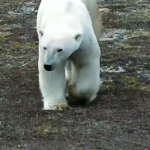 1.5M views · 32K reactions | Polar paddles, The wide feet of polar bears serves as paddles when swimming and make some excellent swimmers | explore.org | Facebook